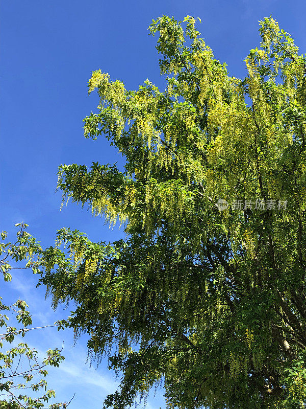 在花园里盛开的普通金链花树的图片，长着黄色的花，垂在蓝天下，有毒的金链花照片/金雨/金链树生长在英国，与印度金雨树/桂皮管有关